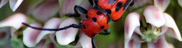 Milkweed beetle